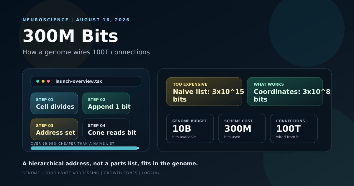 Three brain-wiring strategies compared by information cost, from an infeasible 3x10^15 bits down to a genome-feasible 300 million bits